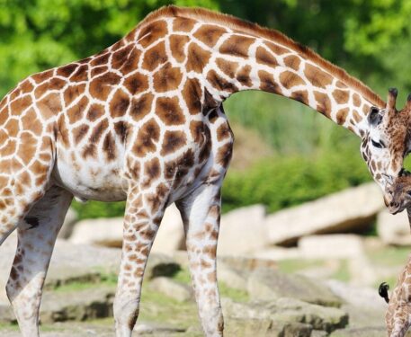 Zoo Dublin