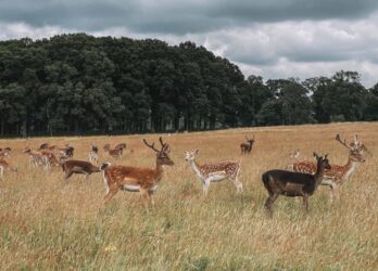 Phoenix Park Hirsche