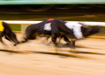 Greyhound racing