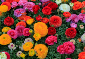 Vibrant display of colorful spring flowers celebrating International Women’s Day Dublin, ideal for highlighting events, gatherings, and city breaks. Perfect visual for promotions related to The Grafton Hotel, a stylish hotel near RDS Concert Hall for guests attending International Women’s Day festivities in Dublin.