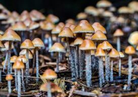 Mushroom Kingdom banner